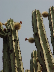 Stenocereus chrysocarpus
