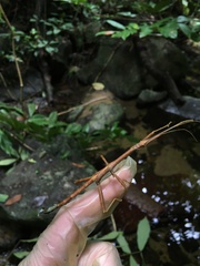 Lamponius portoricensis