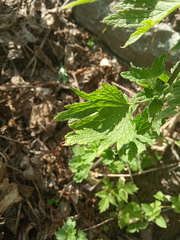 Leonurus quinquelobatus