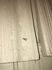 Cenopis diluticostana