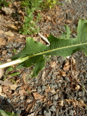 Lactuca serriola