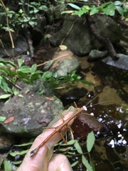 Lamponius portoricensis