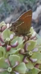 Callophrys