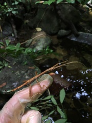 Lamponius portoricensis