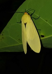 Selenarctia