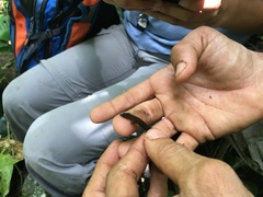 Sphaerodactylus grandisquamis mimetes