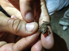 Eleutherodactylus wightmanae