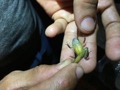 Eleutherodactylus wightmanae