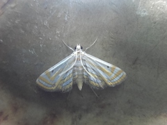Parapoynx villidalis