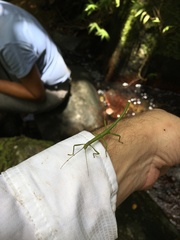 Lamponius portoricensis