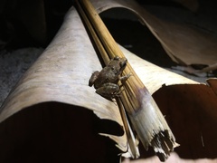 Eleutherodactylus wightmanae