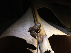 Eleutherodactylus wightmanae