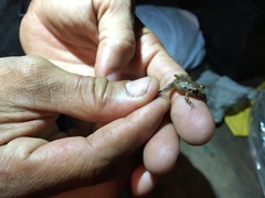 Eleutherodactylus wightmanae