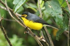 Myioborus melanocephalus