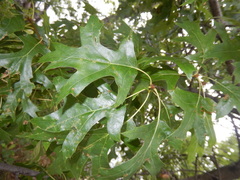 Quercus