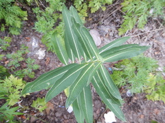 Magnoliopsida