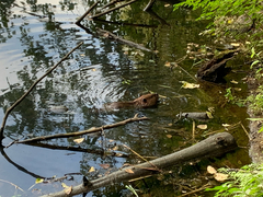 Castor canadensis