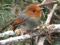 Pseudotriccus ruficeps