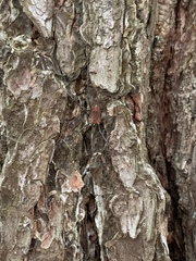 Leiobunum calcar