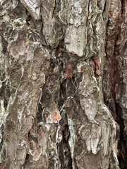 Leiobunum calcar