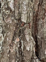 Leiobunum calcar
