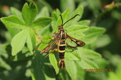 Synanthedon bibionipennis