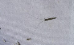 Leptocerus americanus