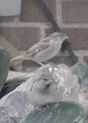Passer domesticus