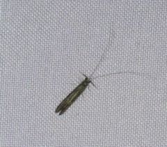 Leptocerus americanus