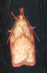 Enchocrates glaucopis