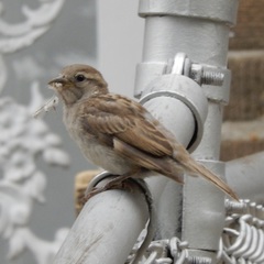 Passer domesticus