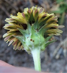 Agoseris grandiflora