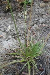 Agoseris grandiflora