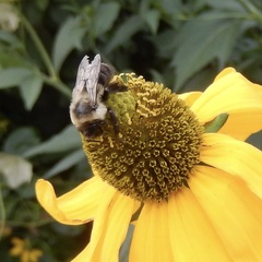 Bombus impatiens