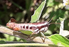 Phaedrotettix violai