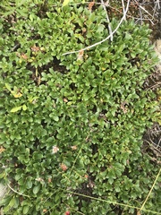 Salix phlebophylla