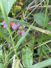 Rhexia mariana interior