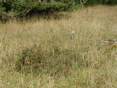 Cotoneaster integrifolius