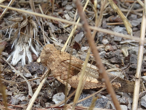 Western Band-winged Grasshopper