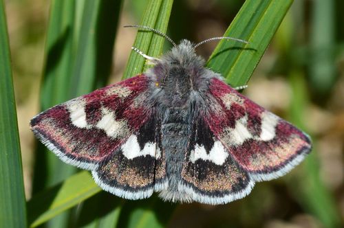 White-spotted Midget