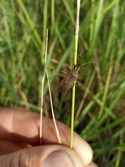 Dicranocephalus medius