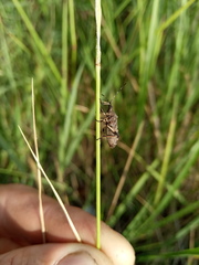 Dicranocephalus medius