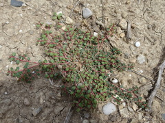 Euphorbia chamaesyce
