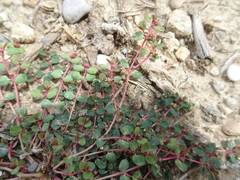 Euphorbia chamaesyce