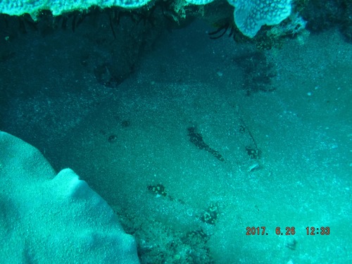 Torpedo sinuspersici
