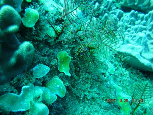 Phestilla sibogae