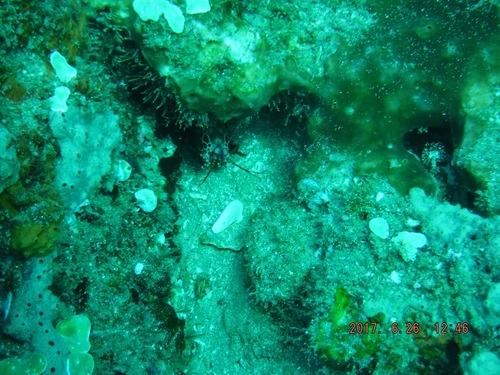 Odontodactylus scyllarus
