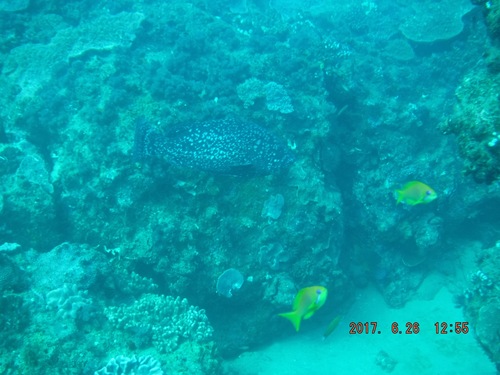 Epinephelus multinotatus