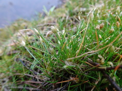 Eleocharis parvula