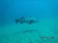 Epinephelus tukula